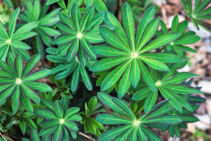 100 Perennial Lupine (Lupinus Perennis) Seeds