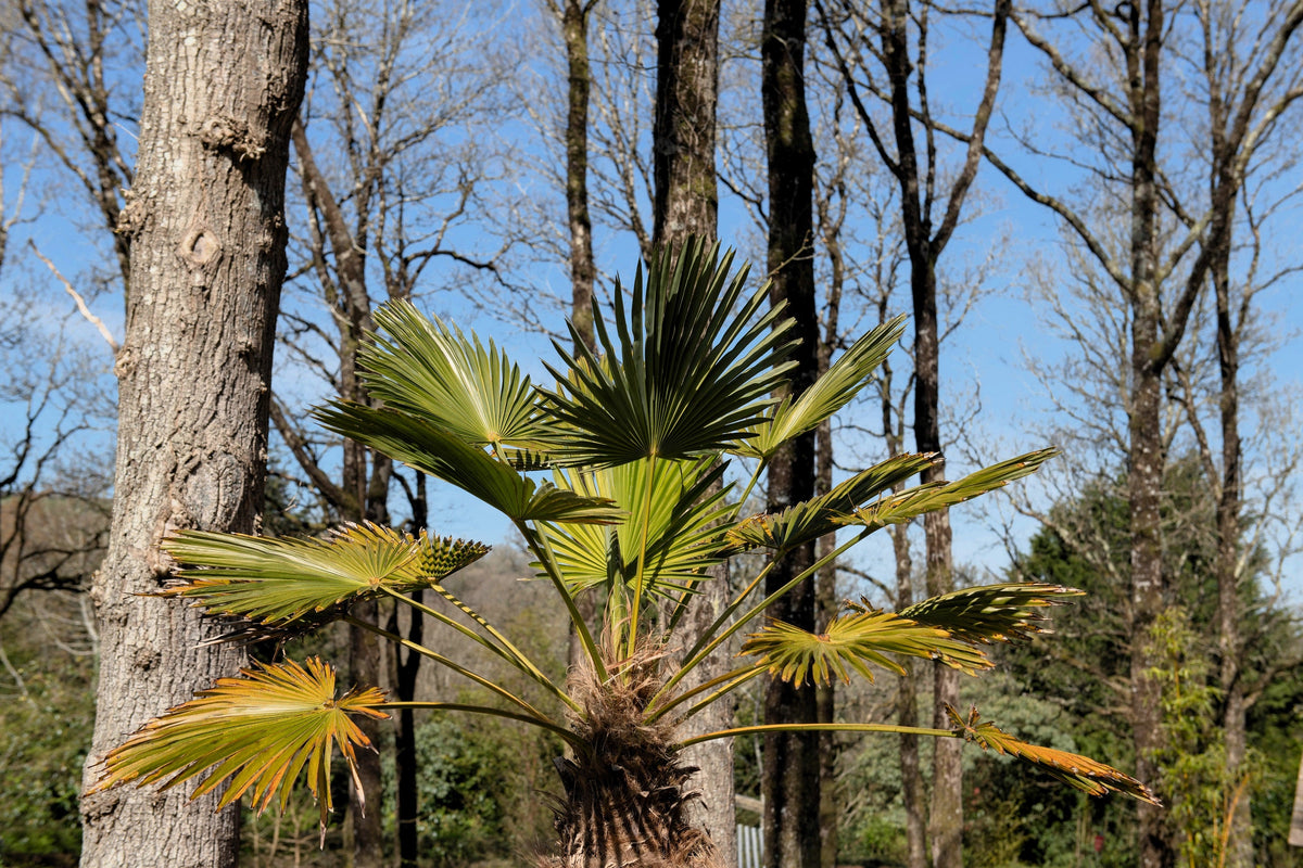 Wagner Windmill Palm (Trachycarpus fortunei 'Wagnerianus') Seeds – 10 ct