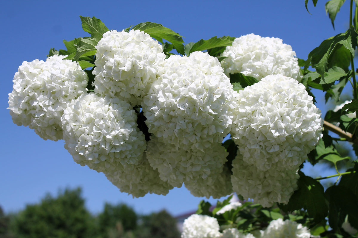 30 EUROPEAN CRANBERRY / SNOWBALL Tree Guelder Rose Viburnum Opulus Red Fruit White Flower Seeds