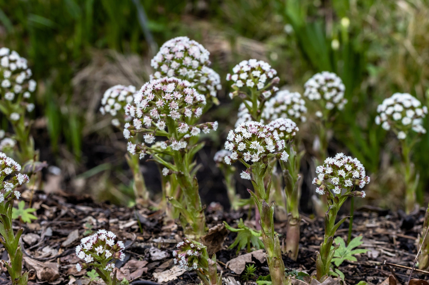 100 Arctic Coltsfoot (Petasites Frigidus) Seeds