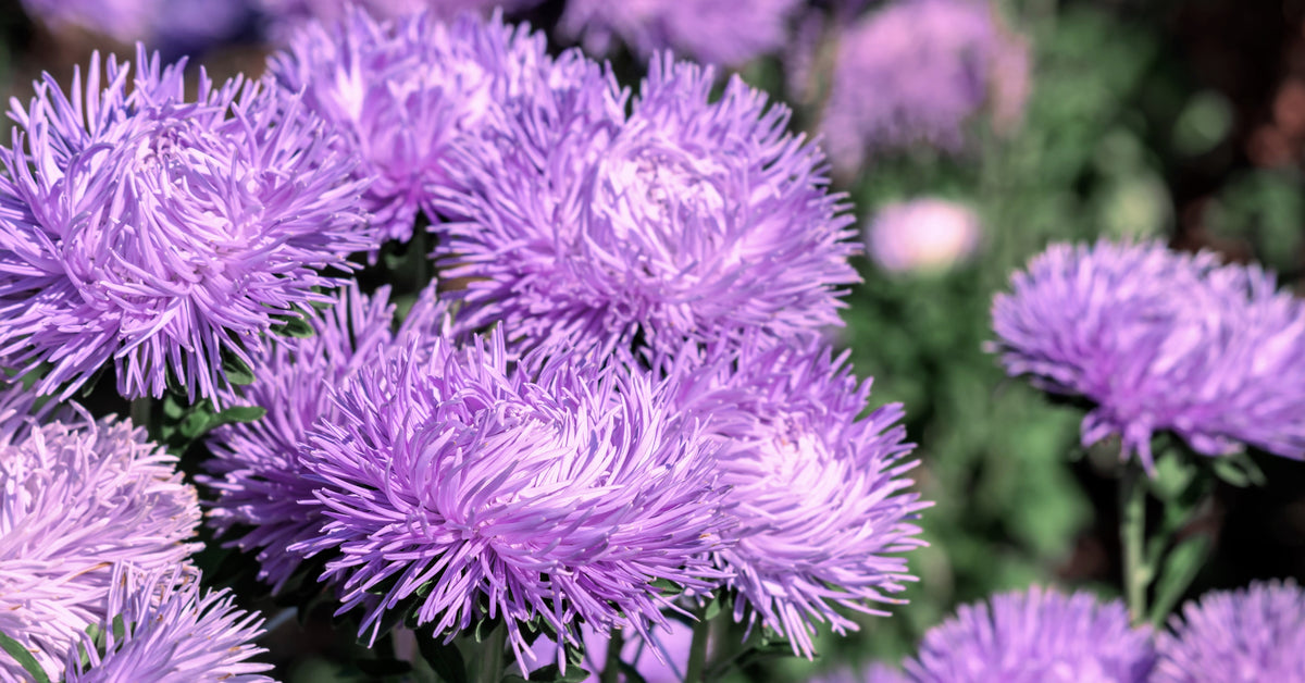 Violet Needle Aster (Callistephus chinensis) Seeds – 30 ct