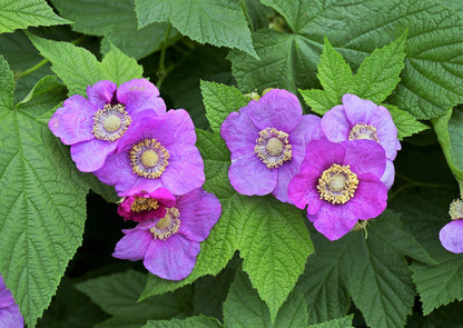 Purple Flowering Raspberry (Rubus odoratus) Seeds – 20 ct