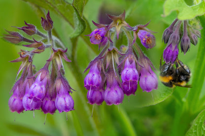 10 TRUE COMFREY Comphrey Symphytum Officinale Herb Seeds Purple Flowers