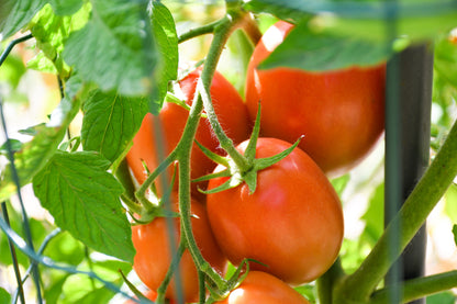 500 Roma Tomato (Lycopersicon Lycopersicum) Seeds