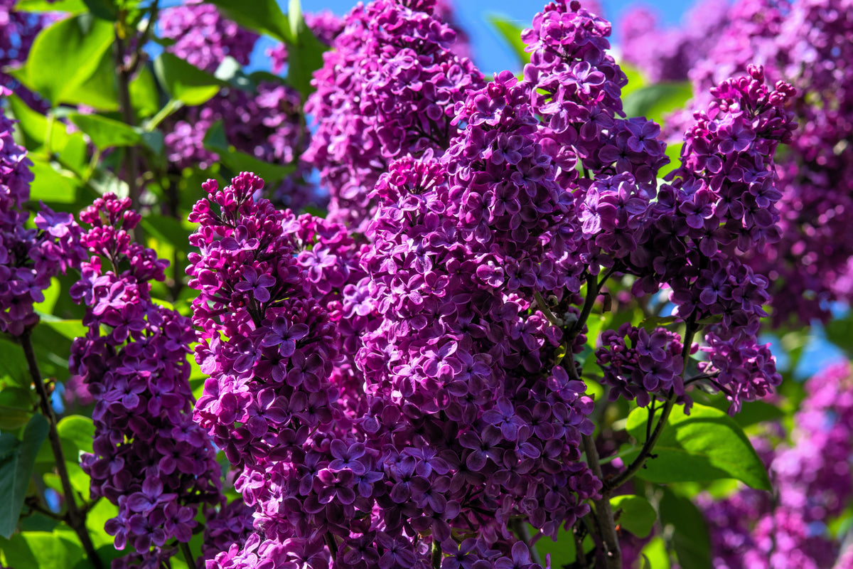 25 French Lilac (Syringa Vulgaris) Seeds