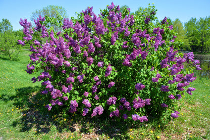 25 French Lilac (Syringa Vulgaris) Seeds