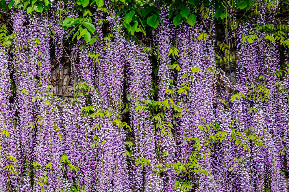 5 Japanese Wisteria (Wisteria Floribunda) Seeds