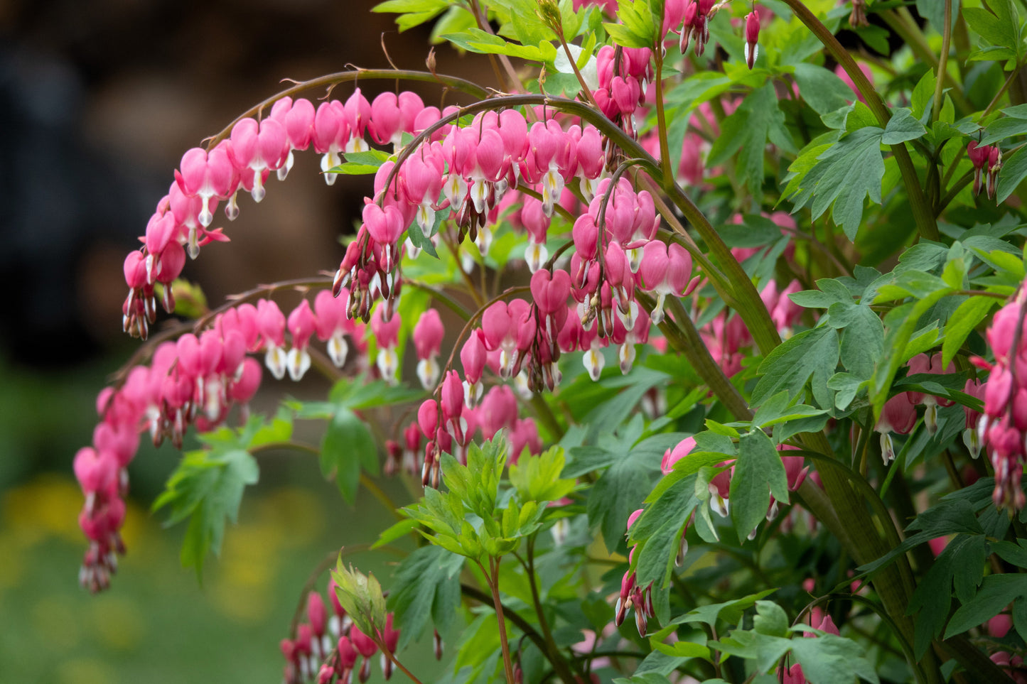 10 Bleeding Heart (Dicentra Formosa) Seeds