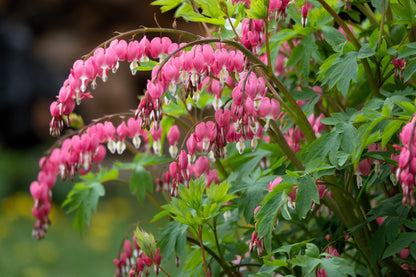 10 Bleeding Heart (Dicentra Formosa) Seeds
