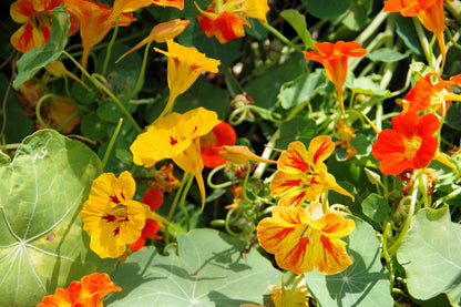 50 Mixed Colors Dwarf Jewel Nasturtium (Tropaeolum Minus) Seeds