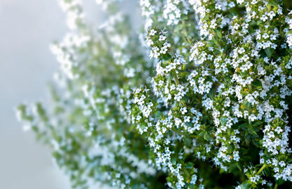 30 Orange Thyme Orangelo (Thymus Vulgaris Fragrantissimus) Seeds