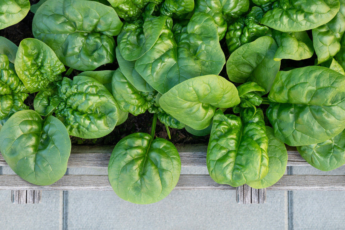 Bloomsdale Spinach (Spinacia oleracea) Seeds – 1,500 ct