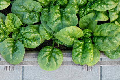 Bloomsdale Spinach (Spinacia oleracea) Seeds – 1,500 ct
