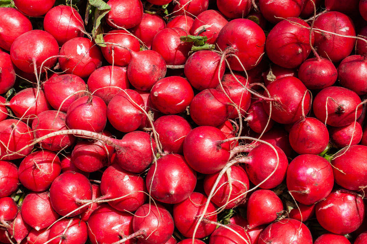 2000 CHERRY BELLE RADISH Raphanus Sativus Vegetable Seeds