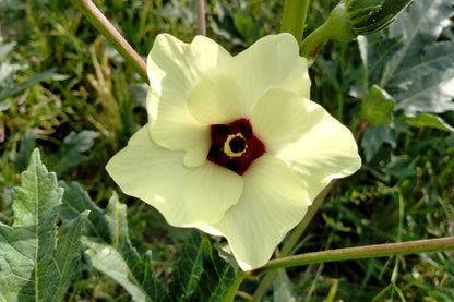 150 Emerald Okra (Abelmoschus Esculentus) Seeds