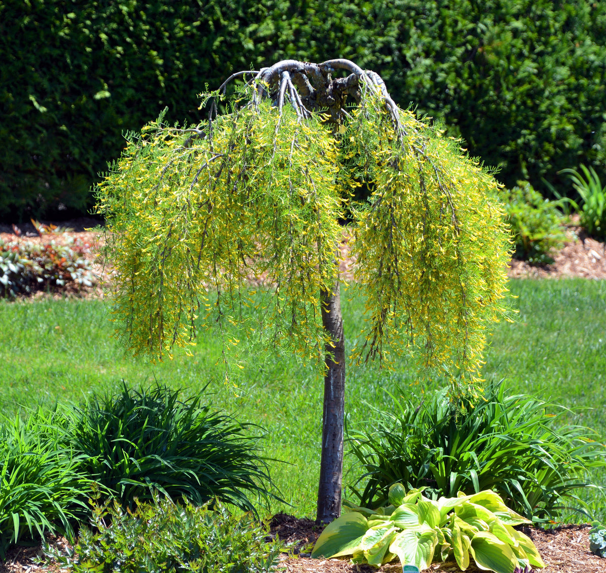 Siberian Peashrub (Caragana arborescens) Seeds – 25 ct
