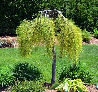 Siberian Peashrub (Caragana arborescens) Seeds – 25 ct