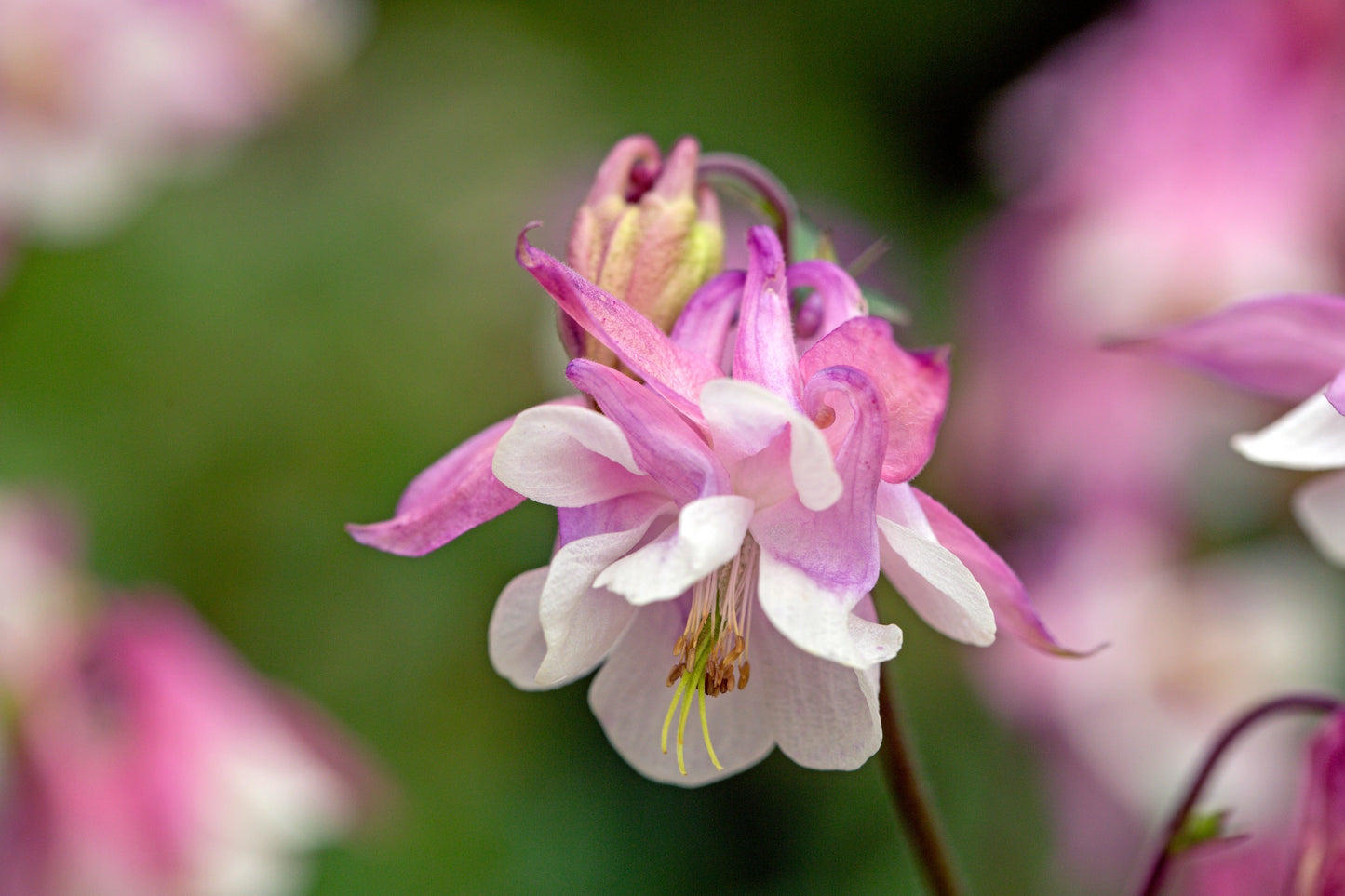 50 Rose Star Columbine (Aquilegia Caerulea) Seeds