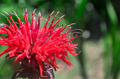 10 Panorama Red Bee Balm (Monarda Didyma) Seeds
