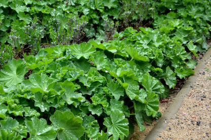 100 Lady's Mantle (Alchemilla Mollis) Seeds