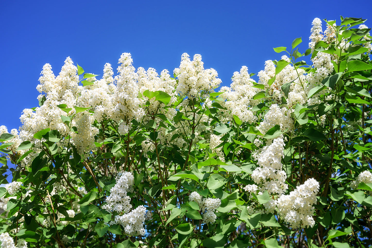 20 White Tree Lilac (Syringa Pekinensis) Seeds