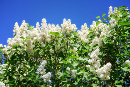 20 White Tree Lilac (Syringa Pekinensis) Seeds