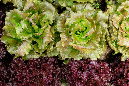 3000 BRONZE MIGNONETTE LETTUCE Butterhead Lactuca Sativa Vegetable Seeds