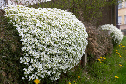 400 RAINBOW ROCKCRESS Rock Cress Large Flowered Aubrieta Cultorum Flower Seeds