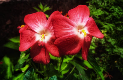 Ambrette (Musk Mallow) (Abelmoschus moschatus) Seeds – 40 ct