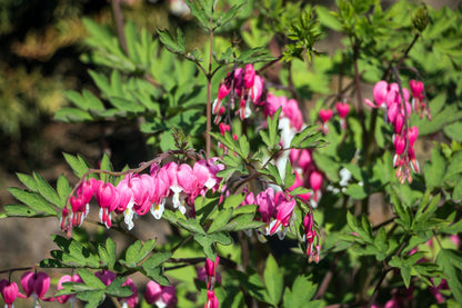 10 Bleeding Heart (Dicentra Formosa) Seeds