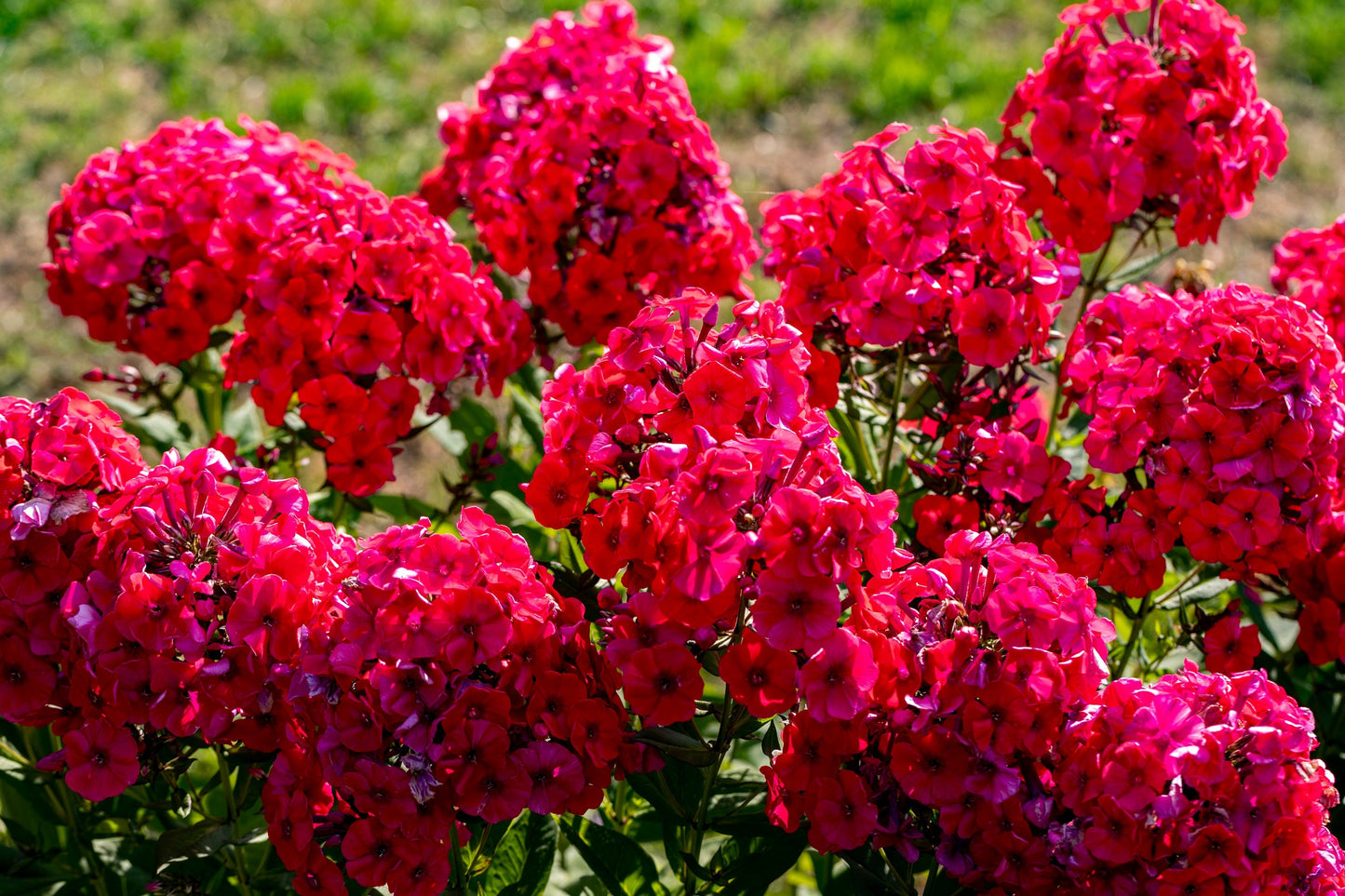 800 Red Drummond Phlox (Phlox Drummondii) Seeds