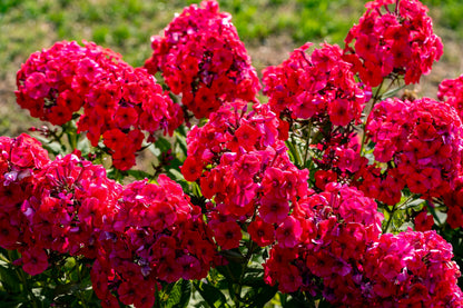 800 Red Drummond Phlox (Phlox Drummondii) Seeds