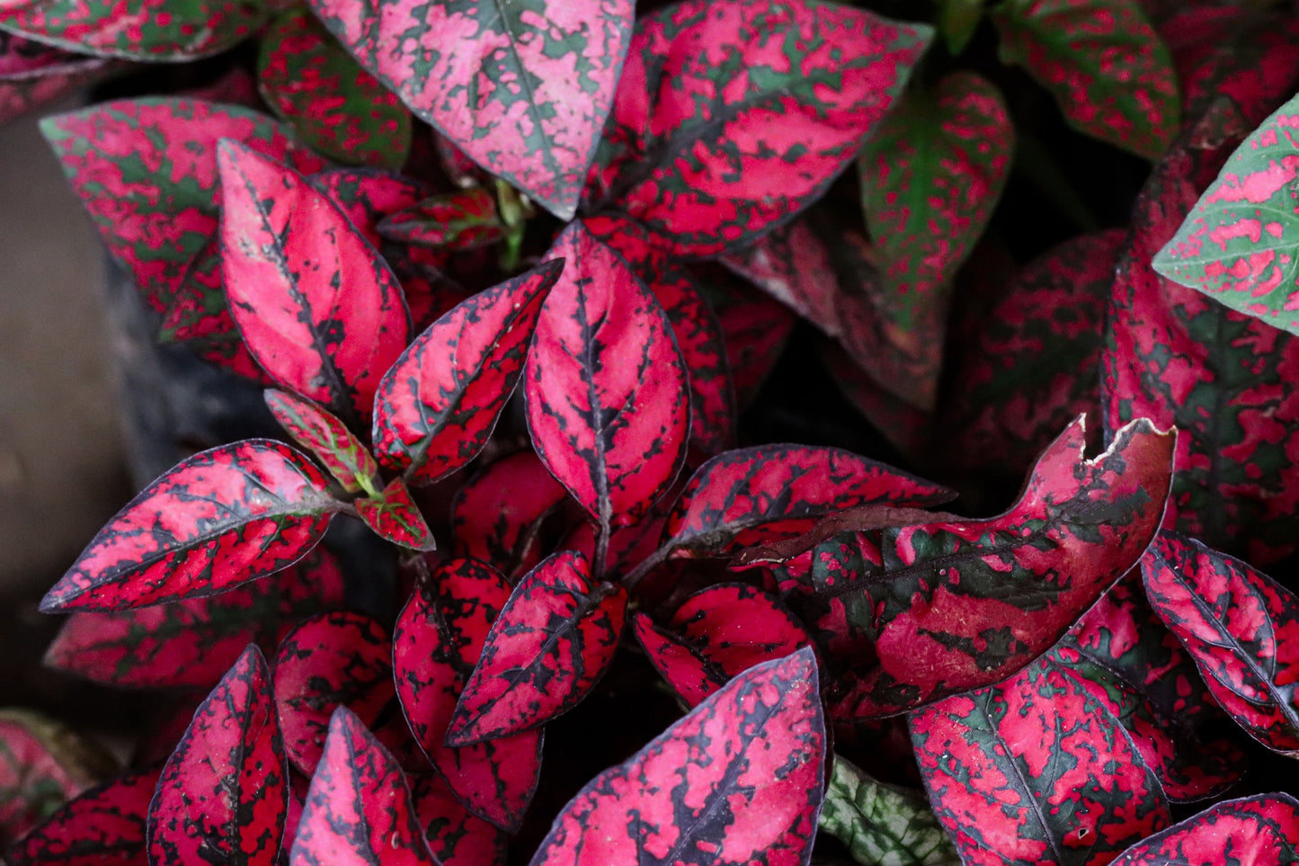 10 Dwarf Rose Polka Dot Plant (Hypoestes Phyllostachya) Seeds