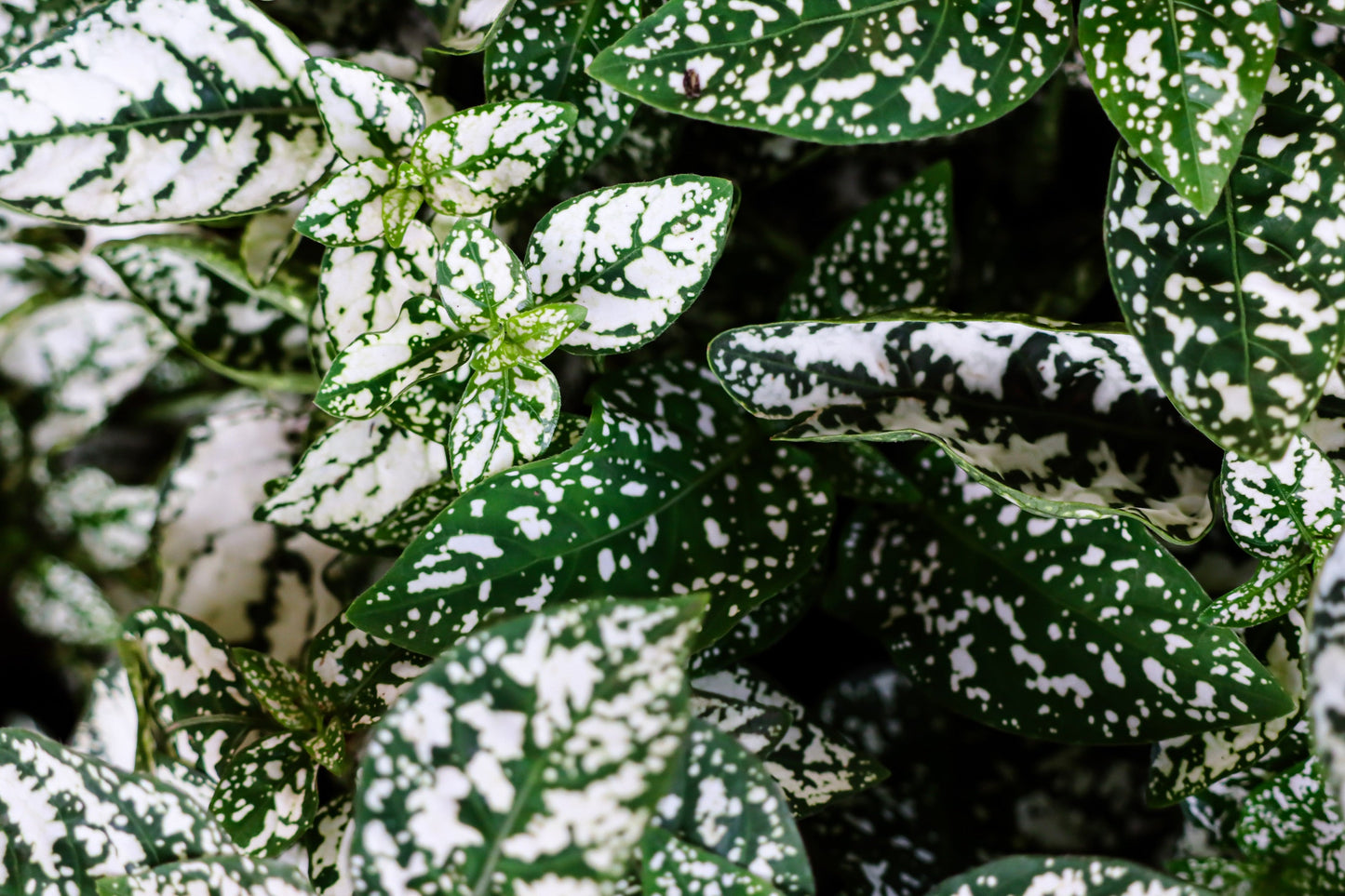 10 Dwarf White Polka Dot Plant (Hypoestes Phyllostachya) Seeds