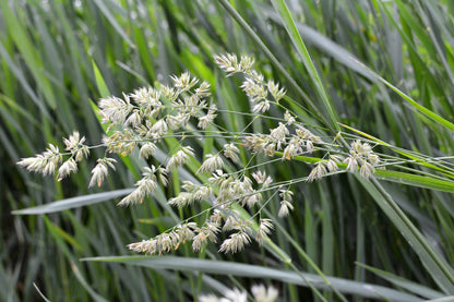 3000 QUICKDRAW ORCHARDGRASS Cat Grass Petgrass Cocksfoot Cool-Season Sun or Shade Dactylis GlomerataPerennial Bunchgrass Quick Draw Grass Seeds