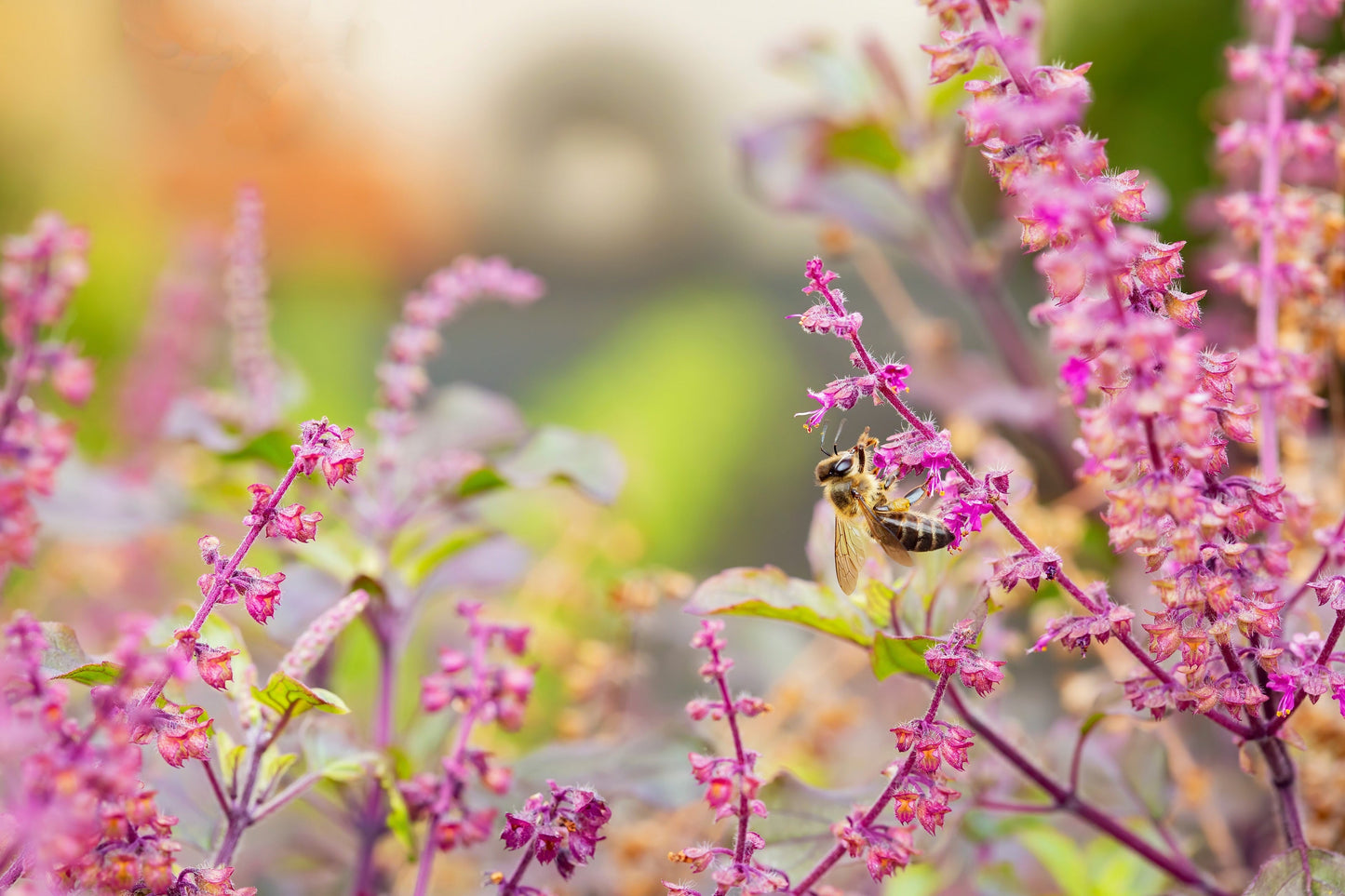 200 Purple Krishna Tulsi/Holy Basil (Ocimum Sanctum Tenuiflorum) Seeds