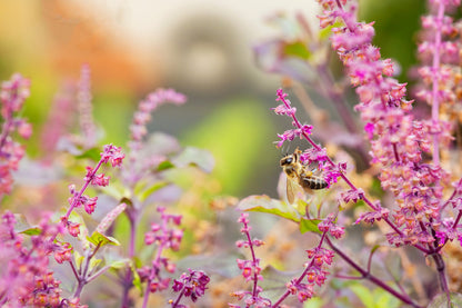 200 Purple Krishna Tulsi/Holy Basil (Ocimum Sanctum Tenuiflorum) Seeds
