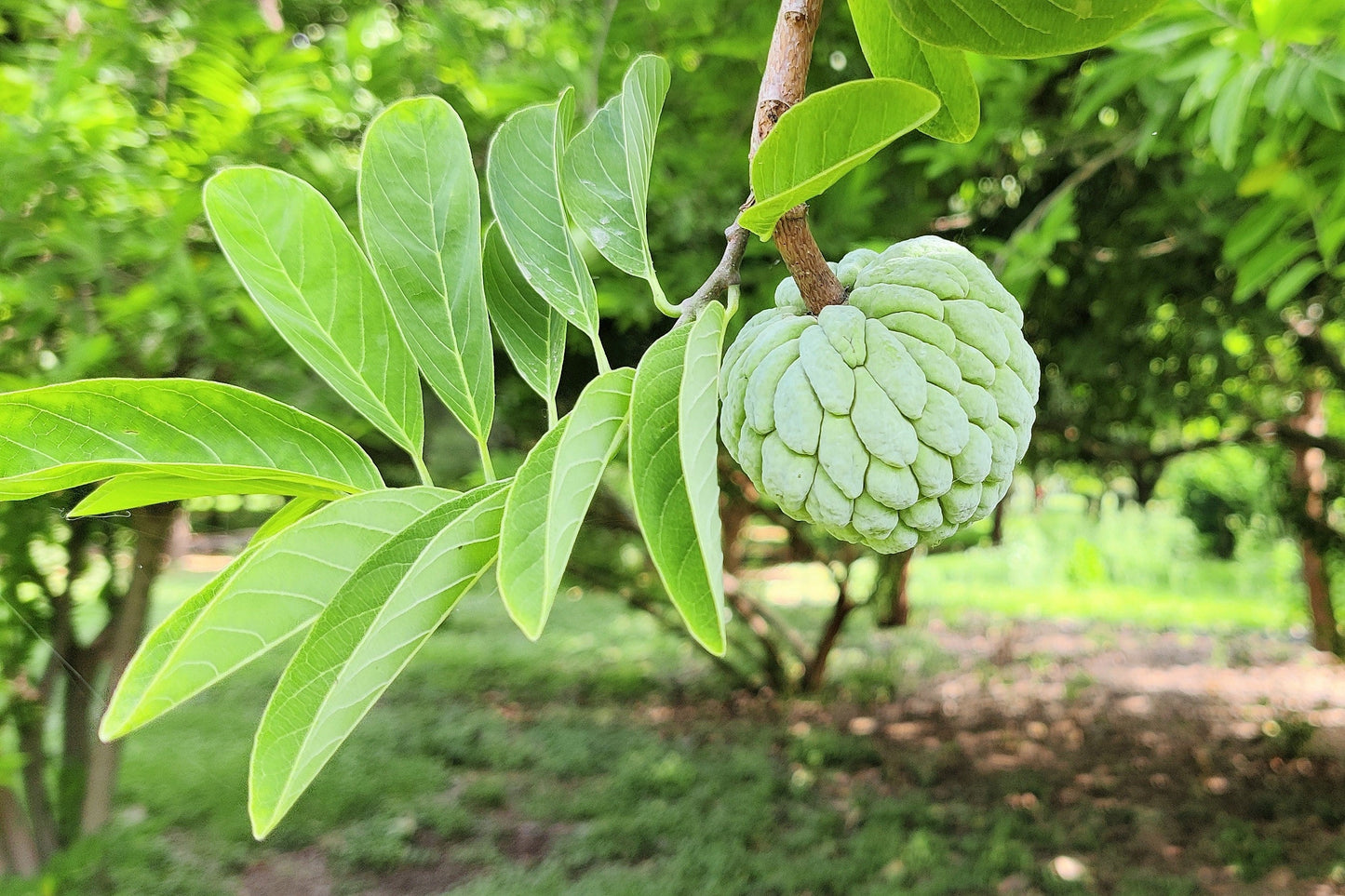 15 Sweetsop/ Custard Apple (Annona Squamosa) Seeds