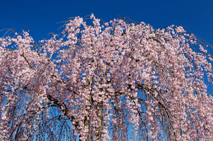 10 Weeping Higan Cherry Tree (Prunus Subhirtella Pendula) Seeds