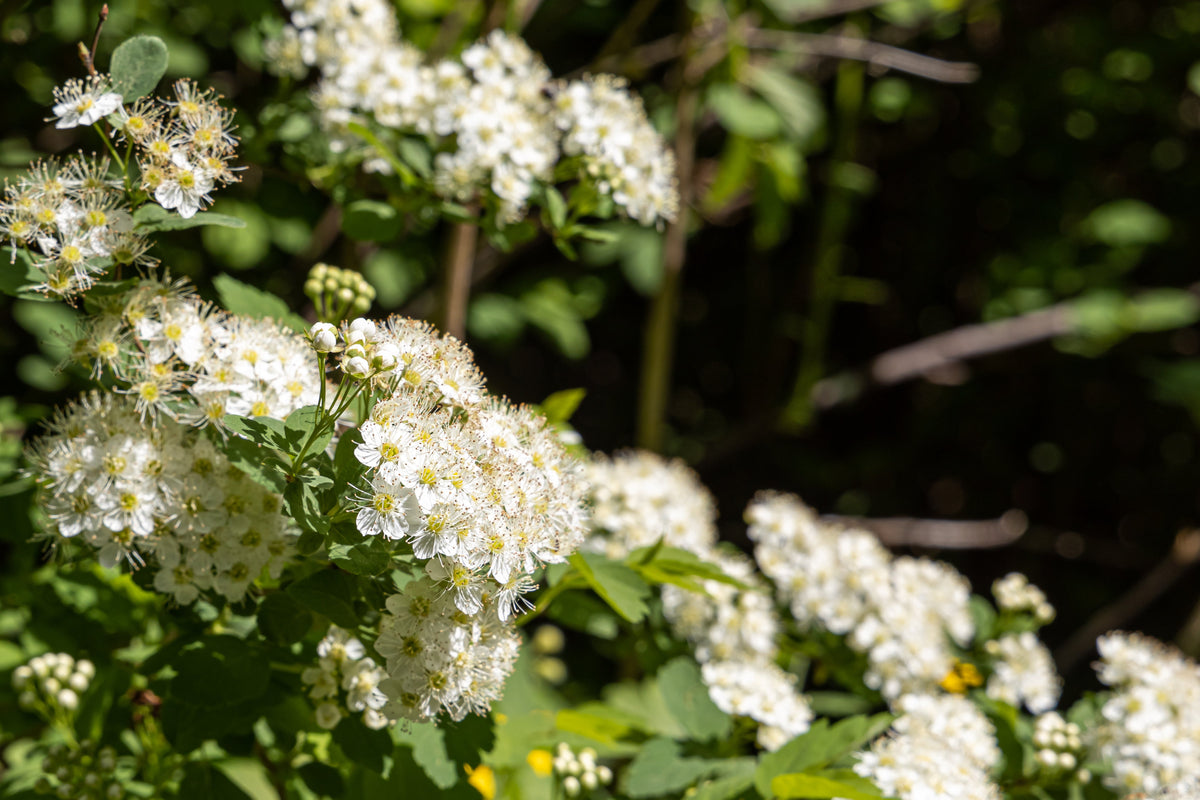 50 PACIFIC NINEBARK Physocarpus Capitatus Western Ninebark Native White Pink Red Flower Shrub Seeds