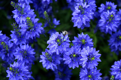 75 Royal Blue Speedwell (Veronica Austriaca Teucrium) Seeds