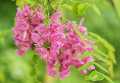 Rose Locust (Robinia hispida) Seeds – 15 ct