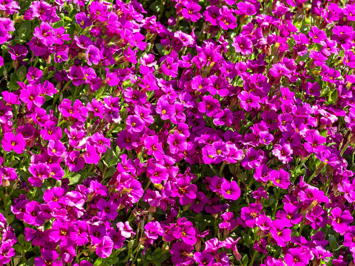 400 RAINBOW ROCKCRESS Rock Cress Large Flowered Aubrieta Cultorum Flower Seeds