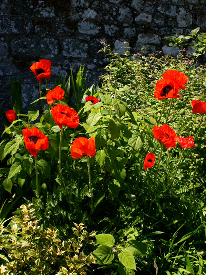 100 BEAUTY Of Livermere ORIENTAL POPPY Papaver Orientale Flower Seeds