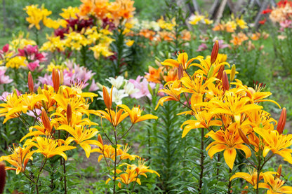 15 Western Hybrid Lily (Lillium Western Hybrids) Seeds
