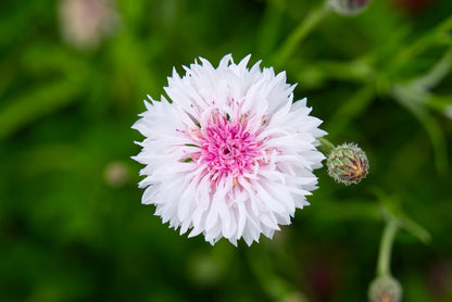 750 White Bachelor's Button (Centaurea Cyanus) Seeds