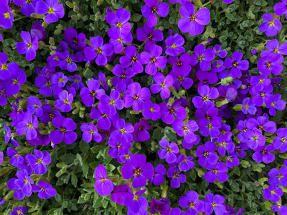 400 RAINBOW ROCKCRESS Rock Cress Large Flowered Aubrieta Cultorum Flower Seeds