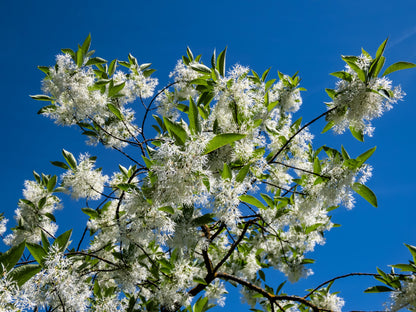 3 Fringe Tree (Chionanthus Virginicus) Seeds