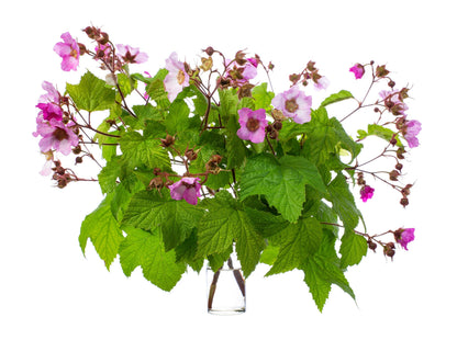 Purple Flowering Raspberry (Rubus odoratus) Seeds – 20 ct