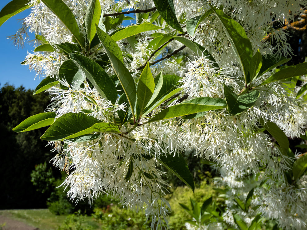 3 Fringe Tree (Chionanthus Virginicus) Seeds